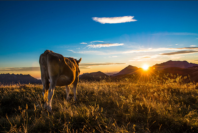 Cow in a field