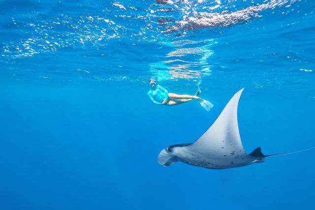 Manta Ray Experience - Alphonse Island - Seychelles Dive Resort