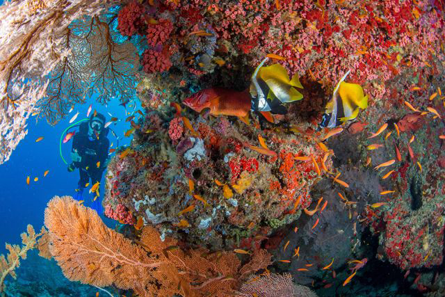 Scuba diving - Alphonse Island - Seychelles Dive Resort