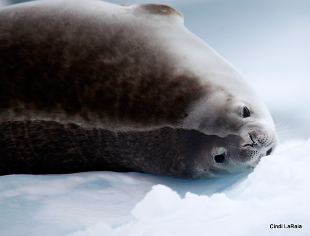 Antarctic Peninsula Basecamp, On board the M/V Plancius, March 3-14 2015 Trip Report - Page Five