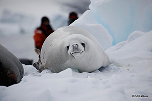 Antarctic Peninsula Basecamp, On board the M/V Plancius, March 3-14 2015 Trip Report - Page Six