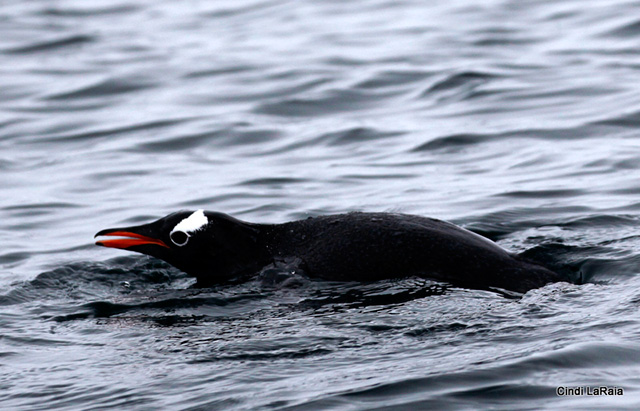 Antarctic Peninsula Basecamp, On board the M/V Plancius, March 3-14 2015 Trip Report - Page Seven