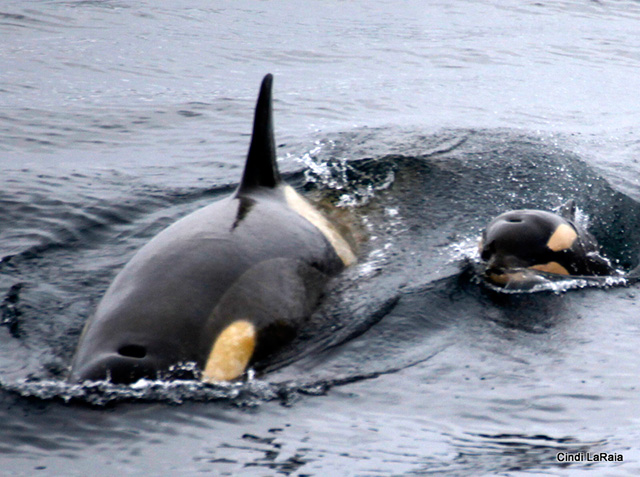 Antarctic Peninsula Basecamp, On board the M/V Plancius, March 3-14 2015 Trip Report - Page Nine