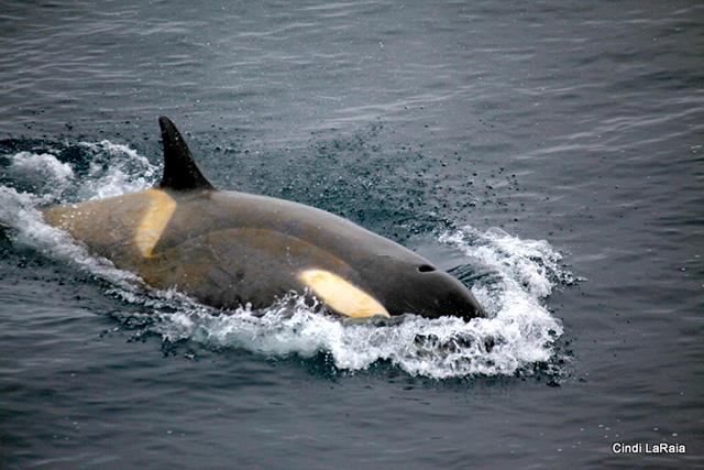 Antarctic Peninsula Basecamp, On board the M/V Plancius, March 3-14 2015 Trip Report - Page Nine