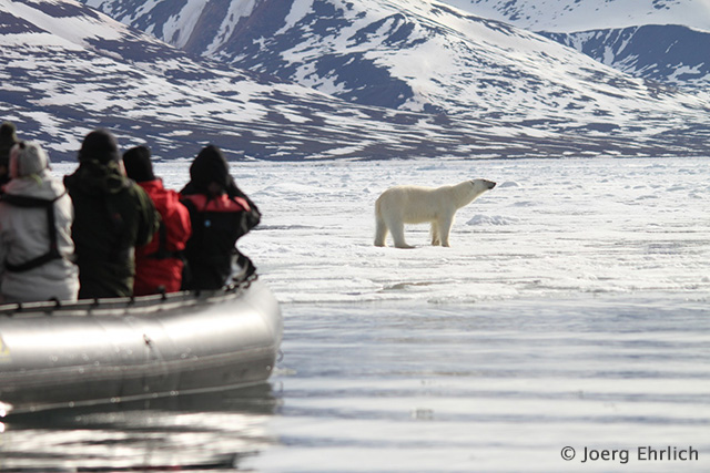 North Spitsbergen, In Search of Polar Bear & Pack Ice - Dive Discovery