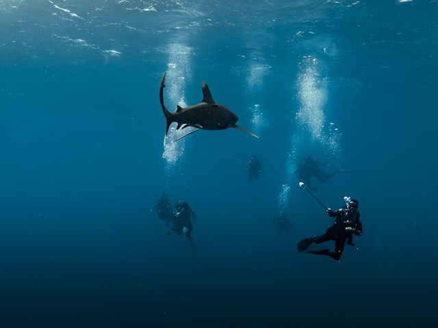 BDE Shark Week - Brothers Islands, Daedalus, Elphinstone, five shark species - Red Sea - Dive Discovery