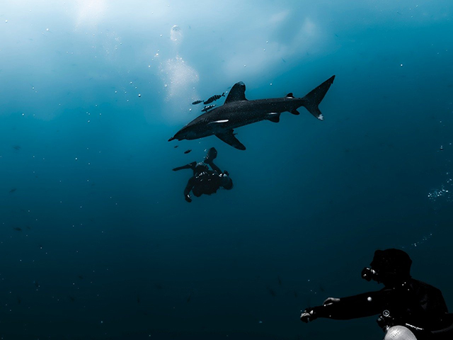 BDE Shark Week - Brothers Islands, Daedalus, Elphinstone, five shark species - Red Sea - Dive Discovery