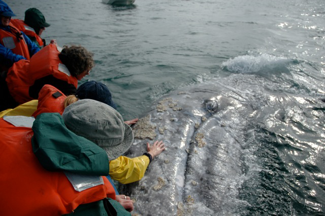 Whale Watching, Baja, Mexico - Dive Discovery