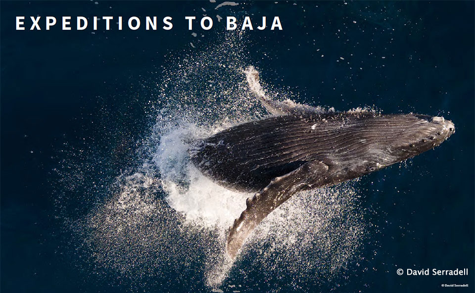 Baja Expeditions