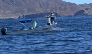 Blue Whales - Baja Mexico Whales: February 25 - March 3 2014 Trip Report