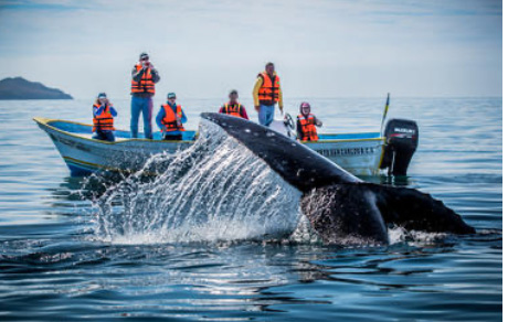 Baja Ocean Safari, 11 Days