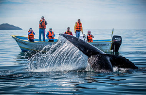 Baja Ocean Safari, 11 Day Snorkeling and Swimming with Whales in Baja California Sur