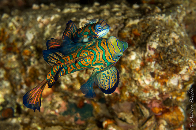 Mandarin Fish