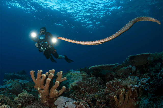 Sea Snake