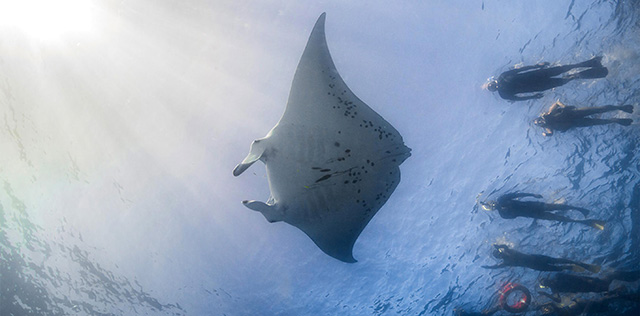 Swim with Mantas - Barefoot Manta Island - Fiji Dive Resorts