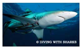 Shark Diving in Aliwal Shoal, 7 Night Reef / Wreck and Shark Safari - Shark Diving in South Africa