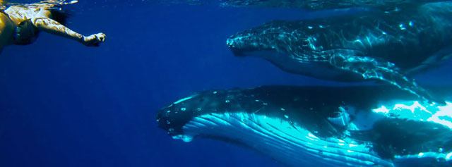 Blue Lagoon Resort - Tonga Dive Resorts - Dive Discovery Tonga