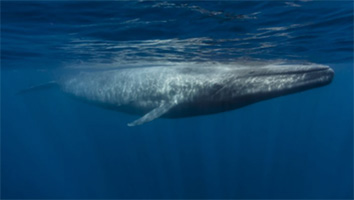 Blue Whale