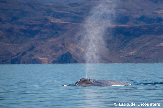 Blue whale