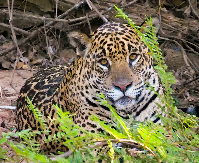 Brazil Pantanal wildlife Expedition, August 1-10 2024 Trip Report