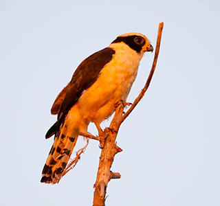 Bird around Pauso Algre eco lodge