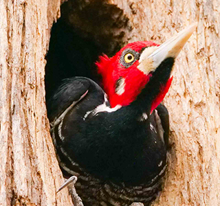 Bird around Pauso Algre eco lodge