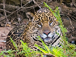 Brazil Pantanal wildlife Expedition, August 1-10 2024 Trip Report