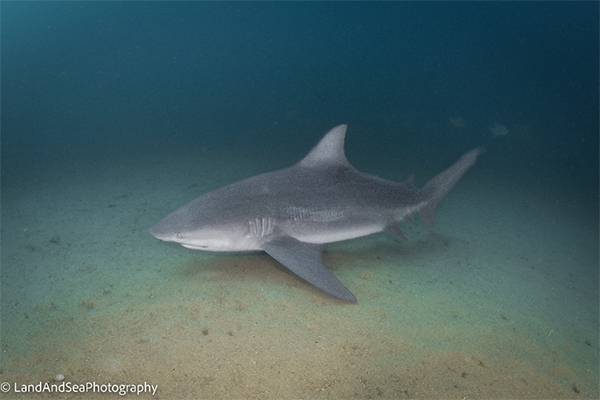 Bull Shark