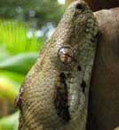 Trekking and Nature Watching at COIBA National Park