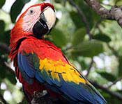 Bird Watching at COIBA National Park