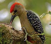 Bird Watching at COIBA National Park