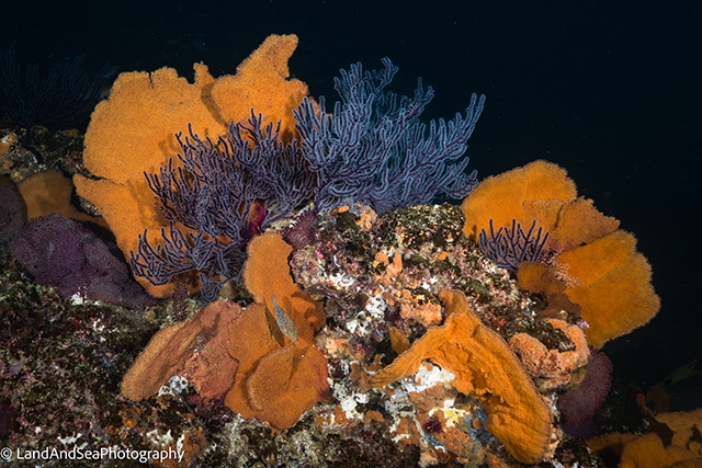 Cabo Pulmo Coral; Photographer: Kathleen Rose