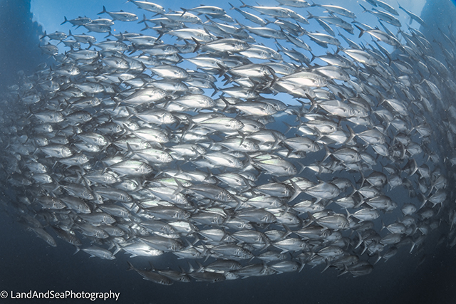 Jacks at Las Morros, Cabo Pulmo; Photographer: Kathleen Rose