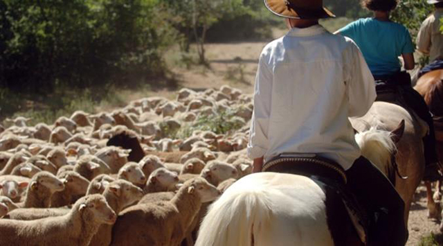 Riding horses on the sheep track