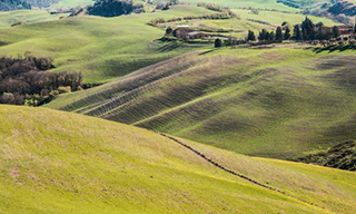 Chianti Vineyard