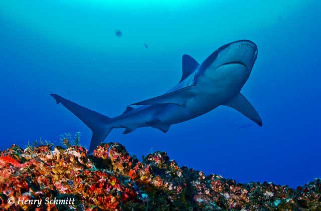 Dive Discovery Trip Report: Cocos Island, March 28-April 7 2010 - UnderSea Hunter