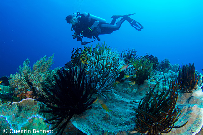 Coral - photographed by Quentin Bennett