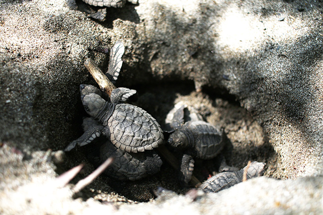 Green Sea Turtle  Nestling & Hatching in Costa Rica