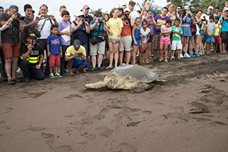 Green Sea Turtle  heading to the ocean in Costa Rica