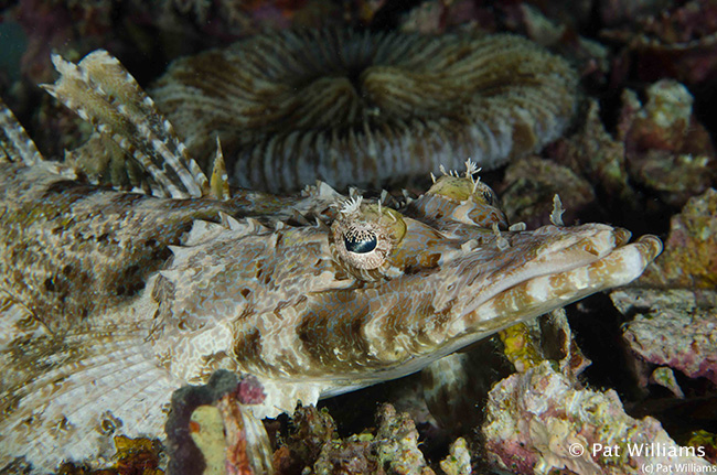 Crocodilefish - phographed by Pat Williams