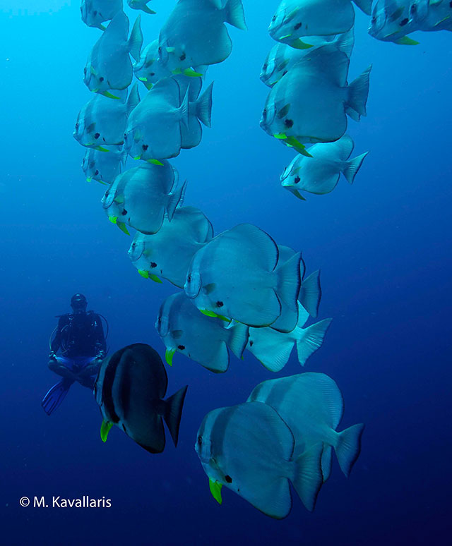 Bat fish at Crystal Rock, Komodo diving