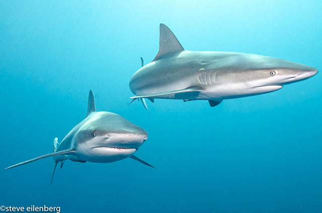 Caribbean Sharks at Jardines de la Reina (Gardens of the Queen)