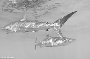 Silky Sharks at Jardines de la Reina (Gardens of the Queen)