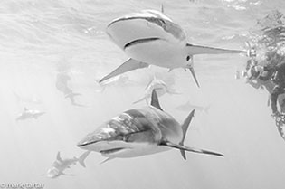 Silky Sharks at Jardines de la Reina (Gardens of the Queen)