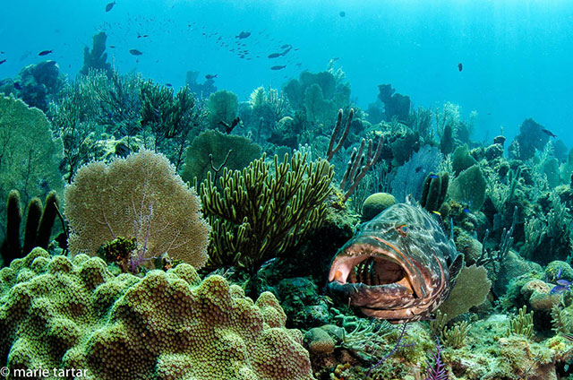 Goliath Grouper in Jardines de la Reina (Gardens of the Queen)