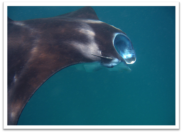 Manta - Kalimantan diving, Indonesia