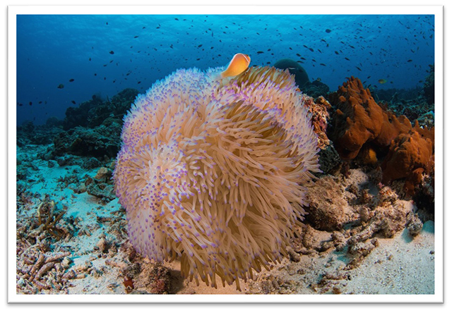 Birahbirahan, Kalimantan diving, Indonesia