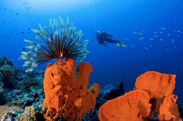 PNG Diving