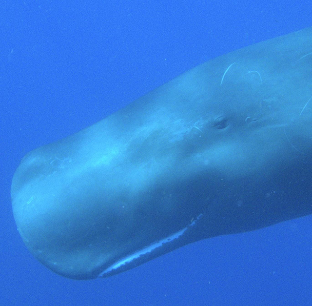 Dominica Sperm Whale Snorkel Encounter, January 3-9 2026 & January 8-14 2026 Group Trips - Dive Discovery