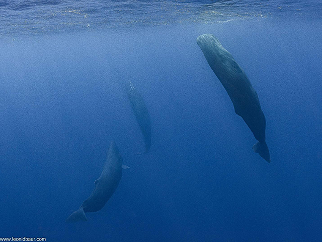 Sperm whales in Dominica